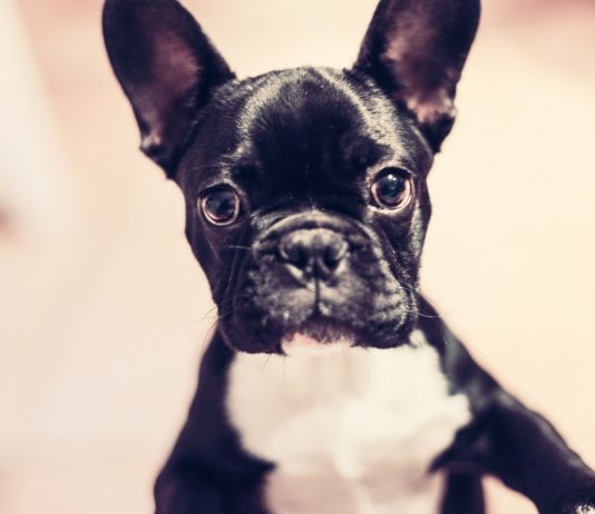 Top 3: Perros más famosos de Instagram. ¡Síguelos! - Supercurioso