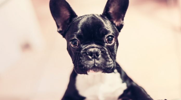Top 3: Perros más famosos de Instagram. ¡Síguelos! - Supercurioso