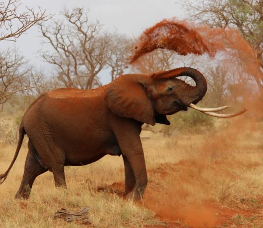 ¿Por qué los elefantes no pueden saltar? ¿Te lo has preguntado?