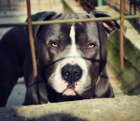 ¿Qué sabes de las peleas de perros? Descubre este horrible espectáculo ¿Qué sabes de las peleas de perros? Descubre este horrible espectáculo