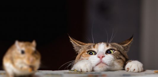 30 frases sobre la curiosidad que despertarán a tu mente Frases sobre la curiosidad que despertarán a tu mente 1