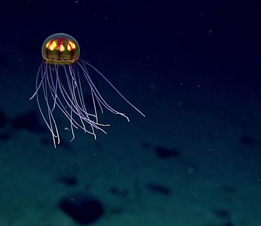 Ni los abismos del océano se han savado de la contaminación