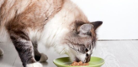 Alimentos que no pueden comer los gatos