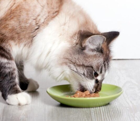 Alimentos que no pueden comer los gatos