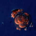 B0000348 Four-cell human embryo, light microscope