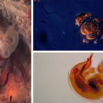 Crean el primer embrión híbrido de humano y cerdo