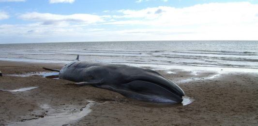 El misterioso encallamiento de cientos de ballenas en Nueva Zelanda El misterioso encallamiento de cientos de ballenas en Nueva Zelanda