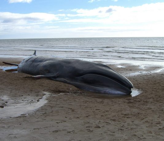 El misterioso encallamiento de cientos de ballenas en Nueva Zelanda El misterioso encallamiento de cientos de ballenas en Nueva Zelanda