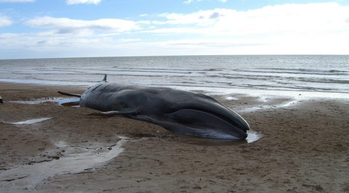 El misterioso encallamiento de cientos de ballenas en Nueva Zelanda