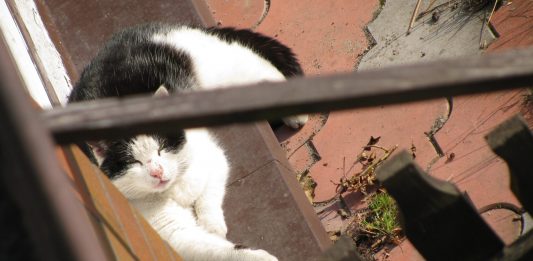 Conoce a «Pooh», el primer gato biónico de Bulgaria Este es Pooh, el primer gato biónico del mundo