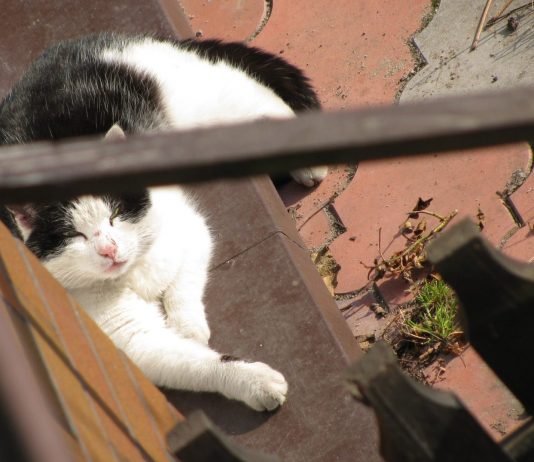 Este es Pooh, el primer gato biónico del mundo