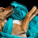 La-carita-de-arrepentimiento-de-tu-perro-no-demuestra-culpa-según-la-ciencia-es-otra-cosa