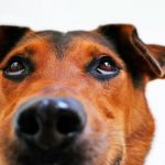 La-carita-de-arrepentimiento-de-tu-perro-no-demuestra-culpa-según-la-ciencia-es-otra-cosa