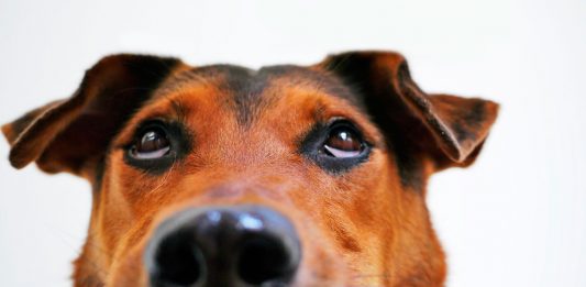 La carita de arrepentimiento de tu perro no demuestra «culpa» según la ciencia, ¡es otra cosa! La carita de arrepentimiento de tu perro no demuestra "culpa" según la ciencia, ¡es otra cosa!