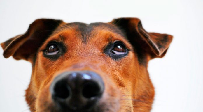 La carita de arrepentimiento de tu perro no demuestra "culpa" según la ciencia, ¡es otra cosa!