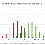 ¿Cuál es el aspecto del pene perfecto? Un estudio tiene la respuesta.