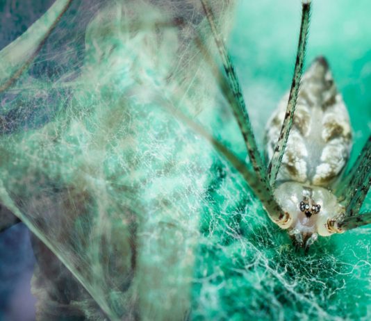 Las misteriosas arañas gigantes del Congo: J’ba Fofi