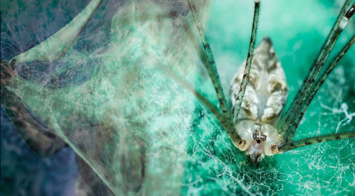 Las misteriosas arañas gigantes del Congo: J’ba Fofi