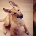 ¿Le hablas a tu cachorrito como si fuera un bebé «¡Ay, qué bonito!»? Descubre si le gusta