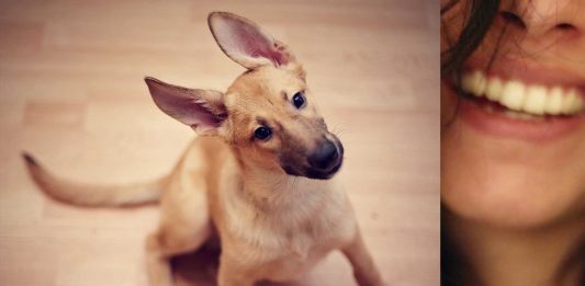 ¿Le hablas a tu cachorrito como si fuera un bebé «¡Ay, qué bonito!»? Descubre si le gusta ¿Le hablas a tu cachorrito como si fuera un bebé "¡Ay, qué bonito!"? Descubre si le gusta