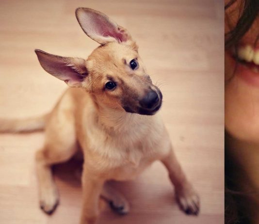 ¿Le hablas a tu cachorrito como si fuera un bebé «¡Ay, qué bonito!»? Descubre si le gusta ¿Le hablas a tu cachorrito como si fuera un bebé "¡Ay, qué bonito!"? Descubre si le gusta