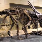 descubren nueva especie de dinosaurio que vivió hace 73 millones de años