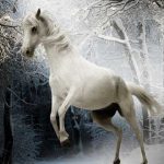 Animales que según la tradición guían a las almas al más allá.