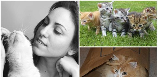 Las 5 personalidades de los gatos según los científicos