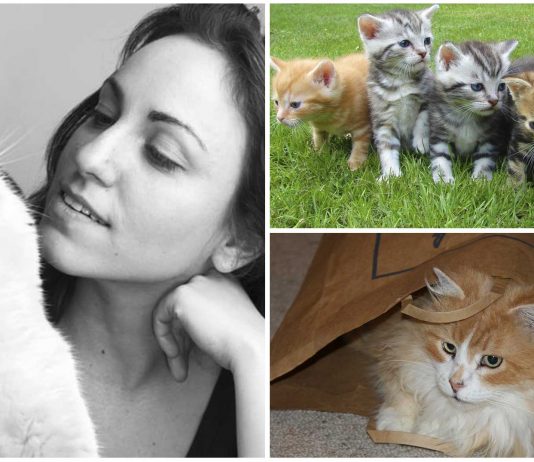 Las 5 personalidades de los gatos según los científicos Las 5 personalidades de los gatos según los científicos