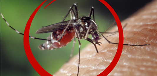 La ciencia sabe cuál es el MEJOR repelente de mosquitos La ciencia sabe cuál es el MEJOR repelente de mosquitos