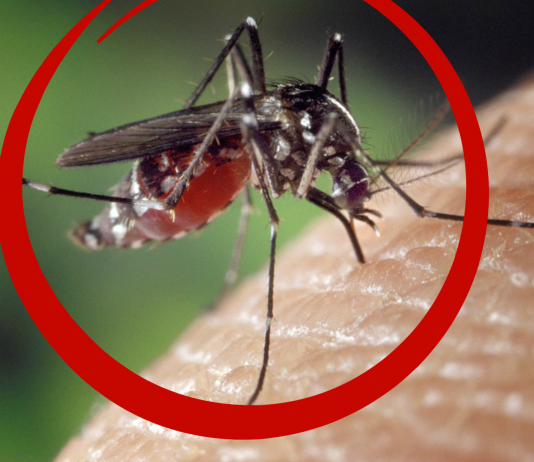 La ciencia sabe cuál es el MEJOR repelente de mosquitos