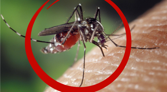 La ciencia sabe cuál es el MEJOR repelente de mosquitos