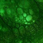 Sangre verde o azul en lugar de roja, ¿es posible?