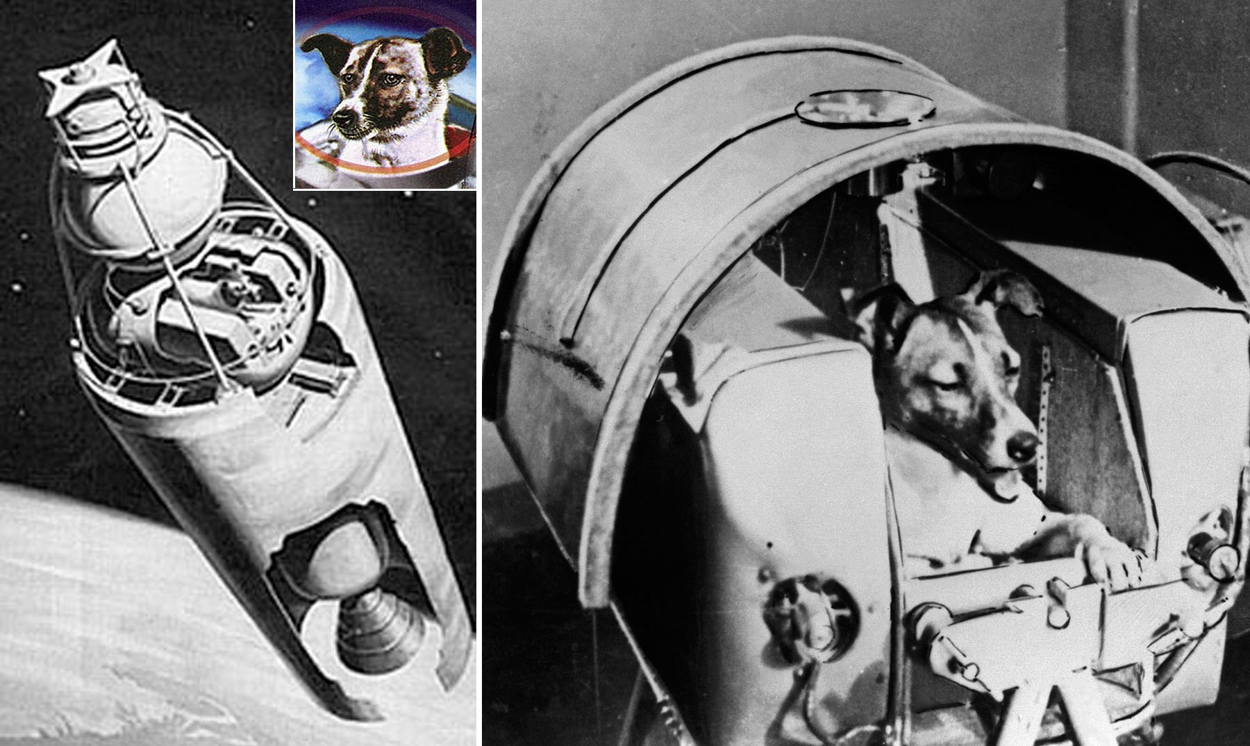 Первой собакой в космосе была. Лайка первый космонавт. Первая собака космонавт лайка. Собака лайка 1957. Спутник 2 лайка.