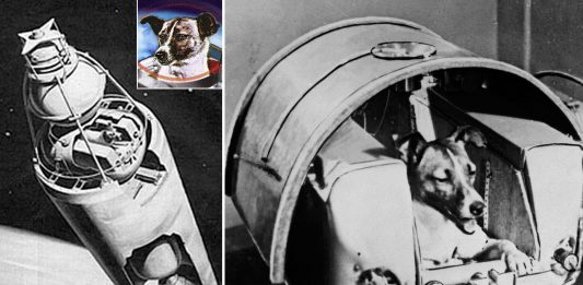 5 cosas DRAMÁTICAS que NO nos contaron sobre Laika, el primer perro en el espacio 5 cosas DRAMÁTICAS que NO nos contaron sobre Laika, el primer perro en el espacio