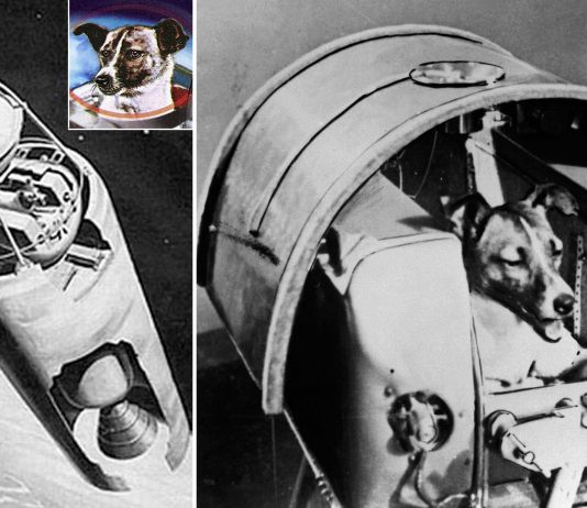 5 cosas DRAMÁTICAS que NO nos contaron sobre Laika, el primer perro en el espacio 5 cosas DRAMÁTICAS que NO nos contaron sobre Laika, el primer perro en el espacio