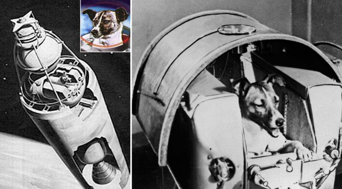 5 cosas DRAMÁTICAS que NO nos contaron sobre Laika, el primer perro en el espacio