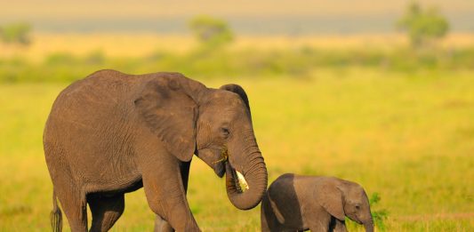 Las abuelas elefante también son muy importantes, ¡descubre por qué!