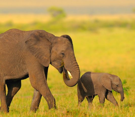 Las abuelas elefante también son muy importantes, ¡descubre por qué!