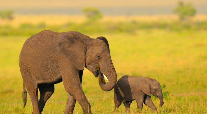 Las abuelas elefante también son muy importantes, ¡descubre por qué!