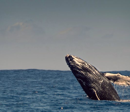 Una ballena con 30 bolsas de plástico en su estómago ballena