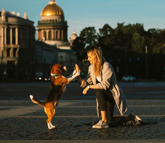 beneficios de pasear a tu perro