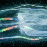 Ctenóforo arcoíris