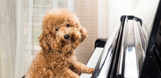 Cuál es la música favorita de los perros. Un estudio tiene la respuesta