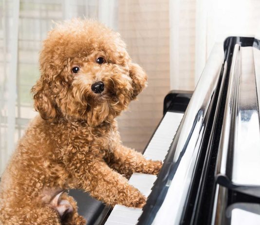Cuál es la música favorita de los perros. Un estudio tiene la respuesta