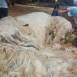 los cuerpos que han aparecido en las playas de filipinas y que han impactado al mundo 1