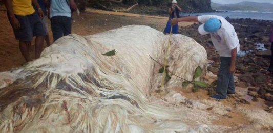 los cuerpos que han aparecido en las playas de filipinas y que han impactado al mundo 1