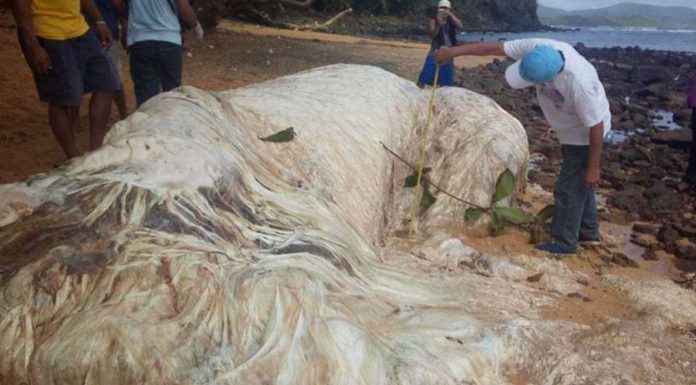 los cuerpos que han aparecido en las playas de filipinas y que han impactado al mundo 1
