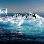 enfriar el ártico pingüinos