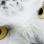 Harry y Hegwid, el significado espiritual de las lechuzas blancas